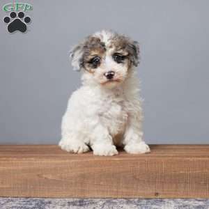 Rubio, Miniature Poodle Puppy